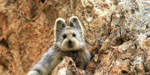IIi Pika's are just plain adorable.