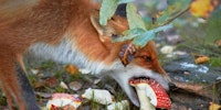 Red fox (vulpes vulpes) feeding on amanita mushroom. Finland