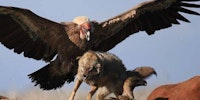 Condors are bloody huge.