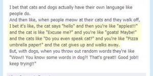 Do you even speak cat?