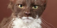 This cat has an unsettlingly human face.