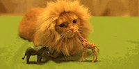 Footage of a giraffe being eaten by lion.