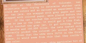 10 Amazing Cat Facts.