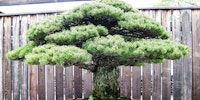 Radioactive Bonsai Tree