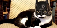 Bat Cat.