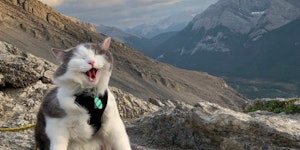 Cat's can do a little hiking.