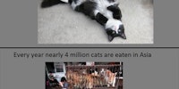Some facts about cats.