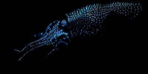 bioluminescent firefly squid