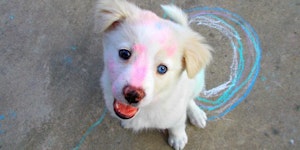 Her name is Ghost and she found some sidewalk chalk.